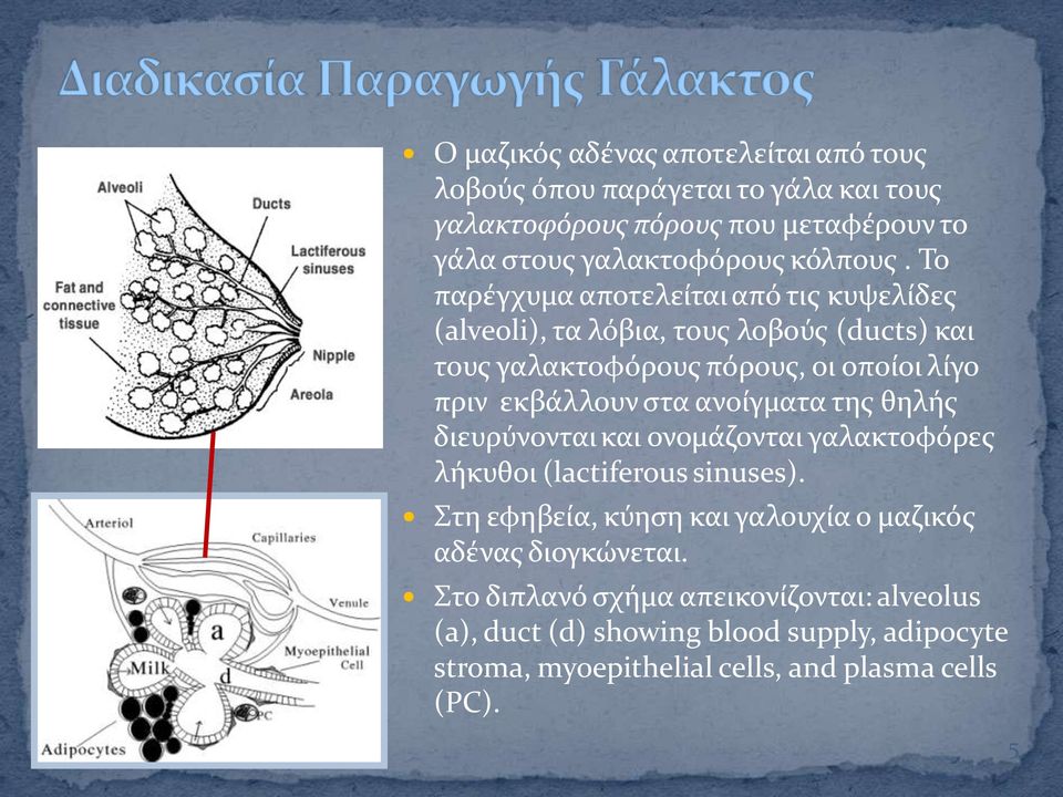 ανούγματα τησ θηλόσ διευρύνονται και ονομϊζονται γαλακτοφόρεσ λόκυθοι (lactiferous sinuses).