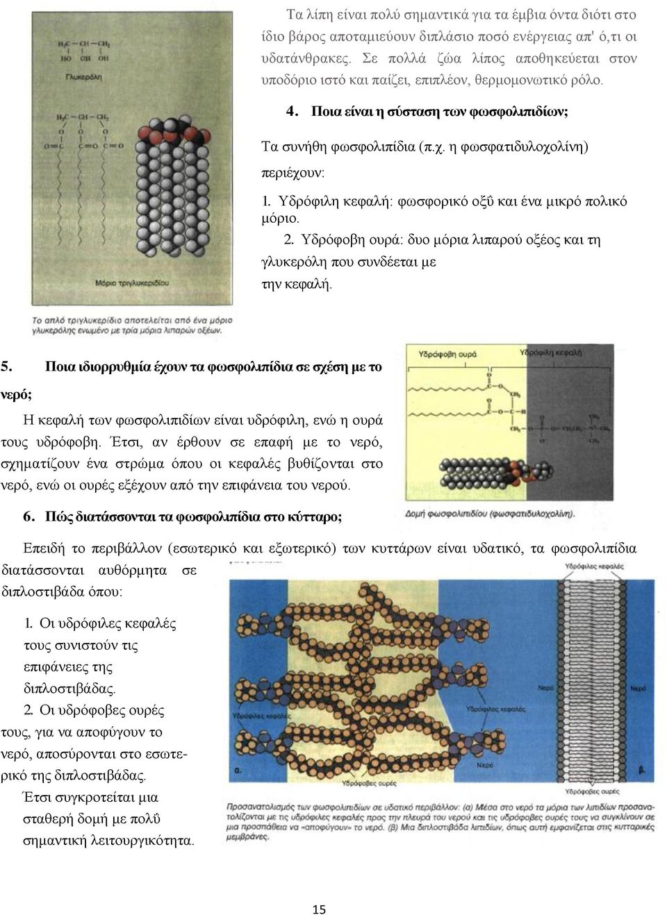 Υδρόφιλη κεφαλή: φωσφορικό οξΰ και ένα μικρό πολικό μόριο. 2. Υδρόφοβη ουρά: δυο μόρια λιπαρού οξέος και τη γλυκερόλη που συνδέεται με την κεφαλή. 5.