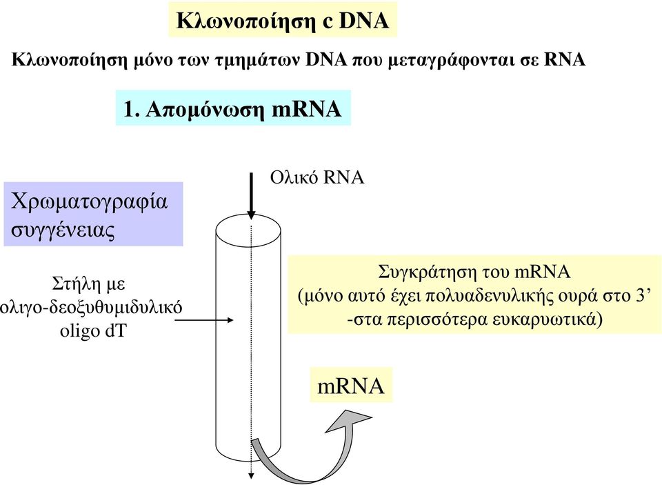 Απομόνωση mrna Χρωματογραφία συγγένειας Στήλη με