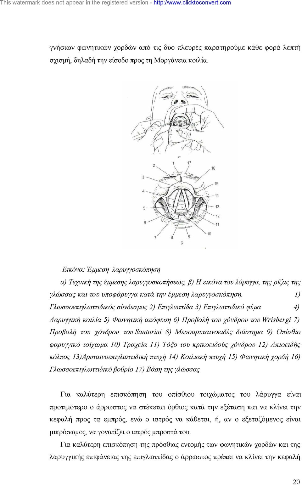 1) Γλωσσοεπιγλωττιδικός σύνδεσµος 2) Επιγλωττίδα 3) Επιγλωττιδικό φύµα 4) Λαρυγγική κοιλία 5) Φωνητική απόφυση 6) Προβολή του χόνδρου του Wrisbergi 7) Προβολή του χόνδρου του Santorini 8)
