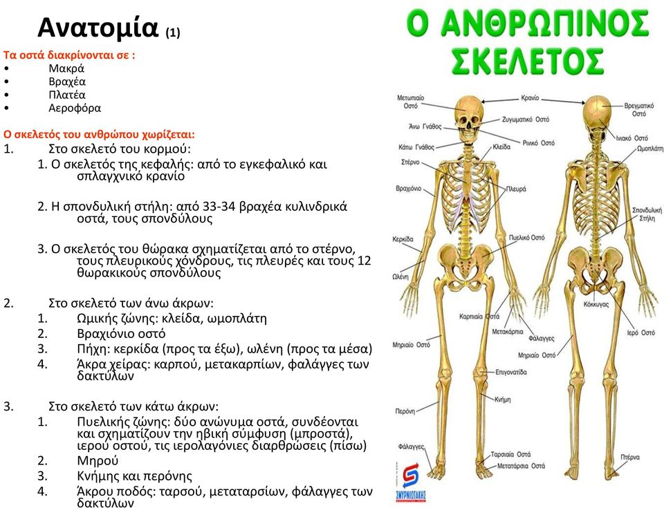 Στο σκελετό του κορμού: 1. Ο σκελετός της κεφαλής: από το εγκεφαλικό και σπλαγχνικό κρανίο 2. Η σπονδυλική στήλη: από 33-34 βραχέα κυλινδρικά οστά, τους σπονδύλους 3.