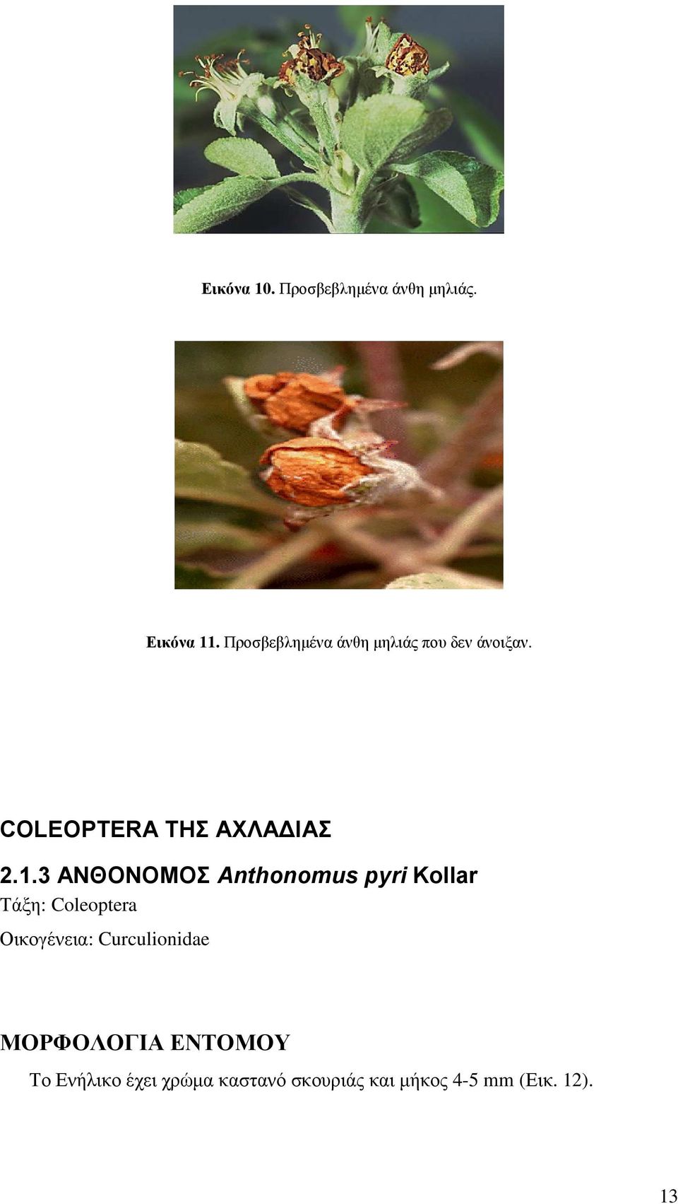 3 ΑΝΘΟΝΟΜΟΣ Anthonomus pyri Kollar Τάξη: Coleoptera Οικογένεια: