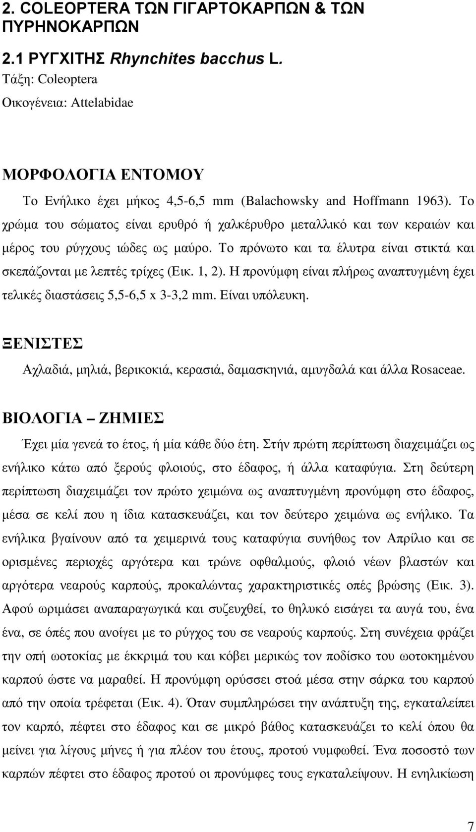 Το χρώµα του σώµατος είναι ερυθρό ή χαλκέρυθρο µεταλλικό και των κεραιών και µέρος του ρύγχους ιώδες ως µαύρο. Το πρόνωτο και τα έλυτρα είναι στικτά και σκεπάζονται µε λεπτές τρίχες (Εικ. 1, 2).