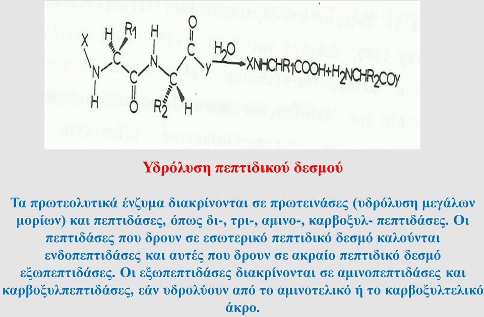 Οι πεπτιδάσες που δρουν σε εσωτερικό πεπτιδικό δεσμό καλούνται ενδοπεπτιδάσες και αυτές που δρουν σε ακραίο