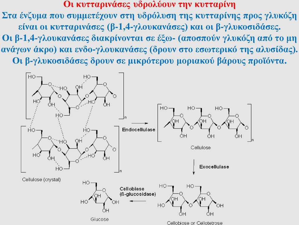 Οι β-1,4-γλουκανάσες διακρίνονται σε έξω- (αποσπούν γλυκόζη από το μη ανάγων άκρο) και