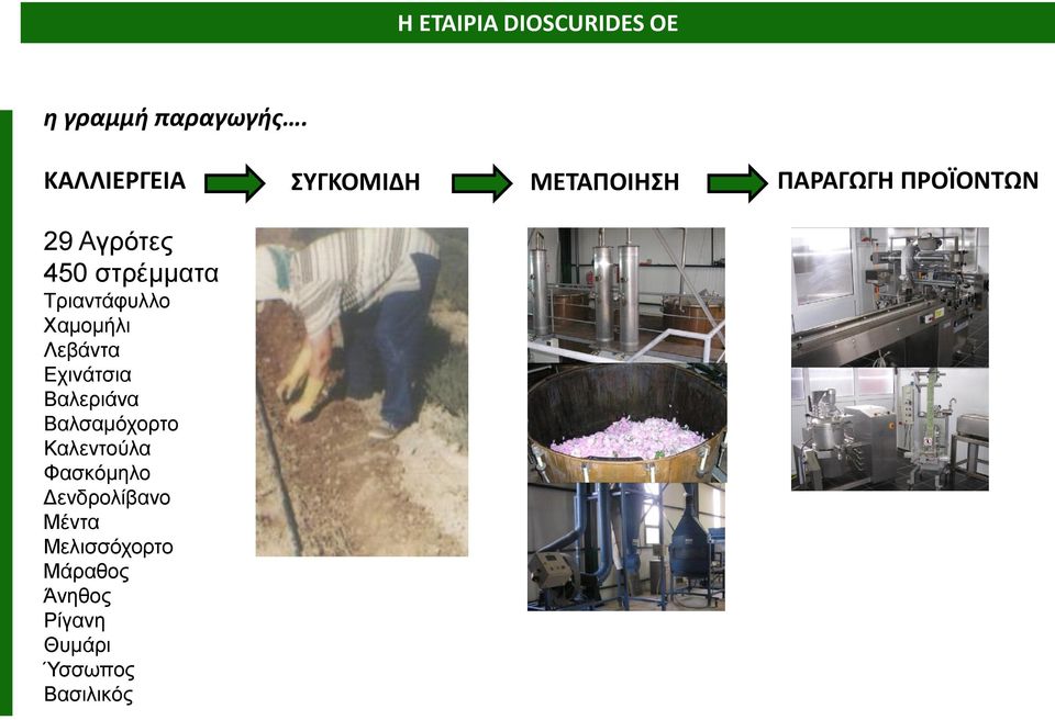 στρέμματα Τριαντάφυλλο Χαμομήλι Λεβάντα Εχινάτσια Βαλεριάνα