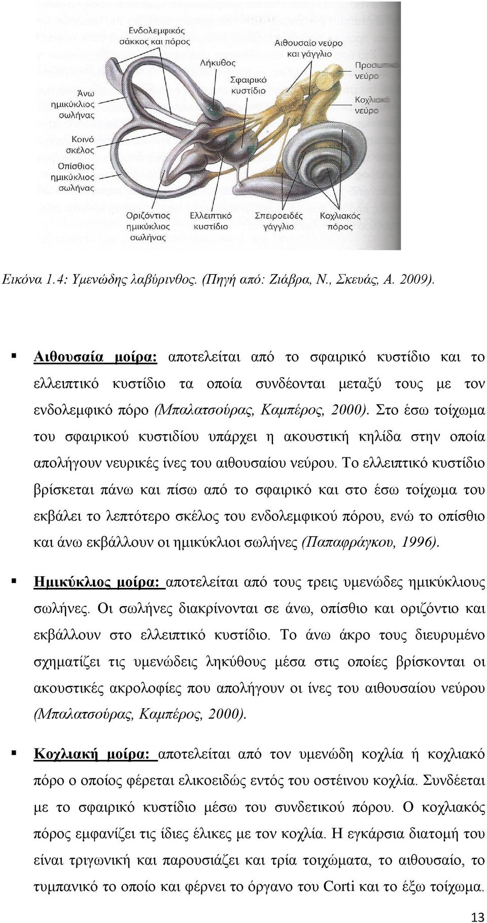 Στο έσω τοίχωμα του σφαιρικού κυστιδίου υπάρχει η ακουστική κηλίδα στην οποία απολήγουν νευρικές ίνες του αιθουσαίου νεύρου.