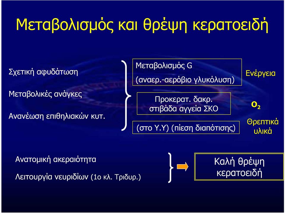 δακρ. στιβάδα αγγεία ΣΚΟ (στο Υ.