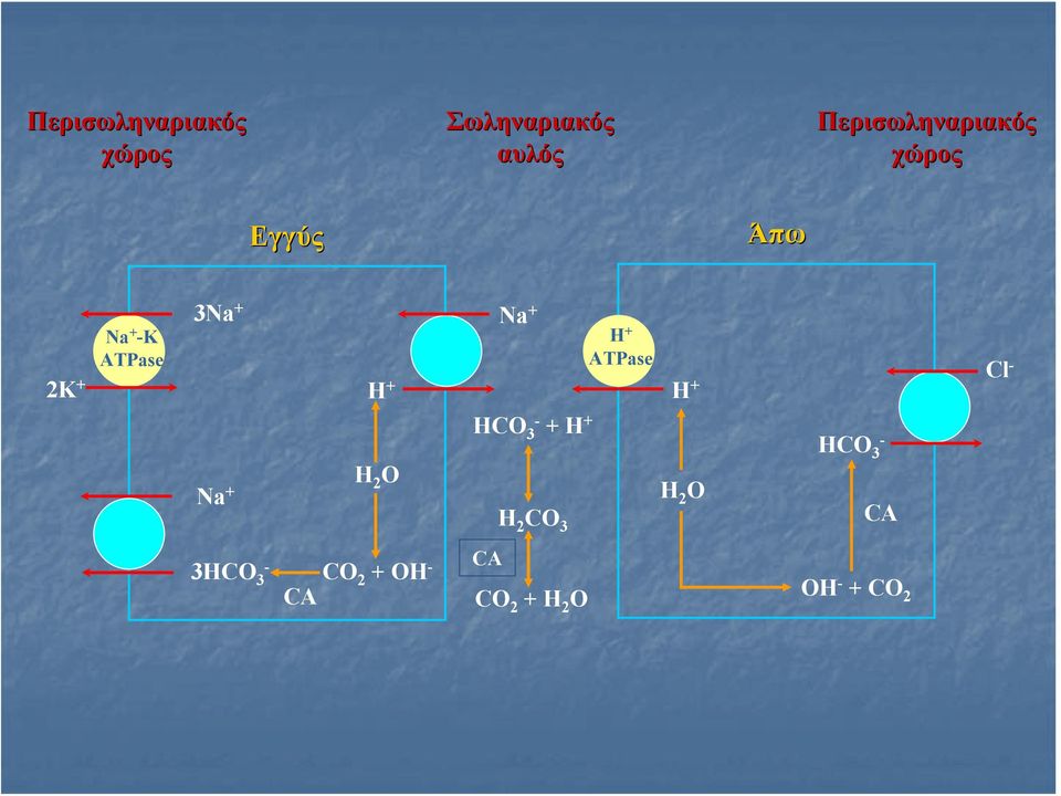 + H + Na + H + ATPase H + Cl - Na + H 2 O HCO 3- + H + H