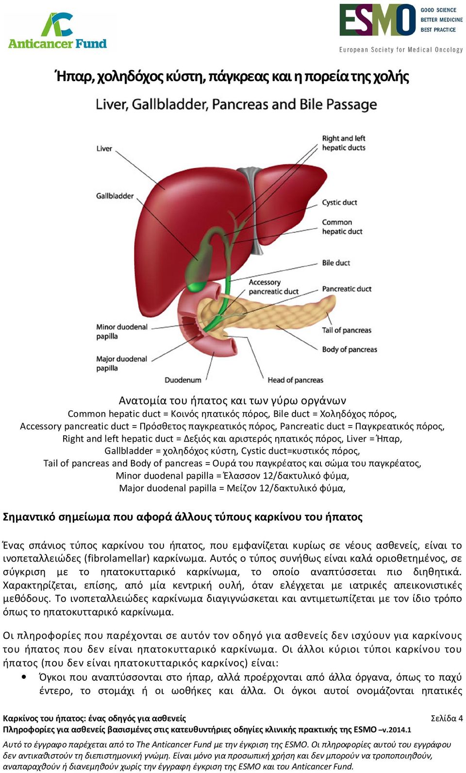 duct=κυστικός πόρος, Tail of pancreas and Body of pancreas = Ουρά του παγκρέατος και σώμα του παγκρέατος, Minor duodenal papilla = Έλασσον 12/δακτυλικό φύμα, Major duodenal papilla = Μείζον