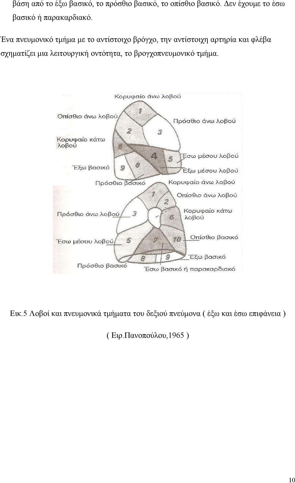 Ένα πνευμονικό τμήμα με το αντίστοιχο βρόγχο, την αντίστοιχη αρτηρία και φλέβα