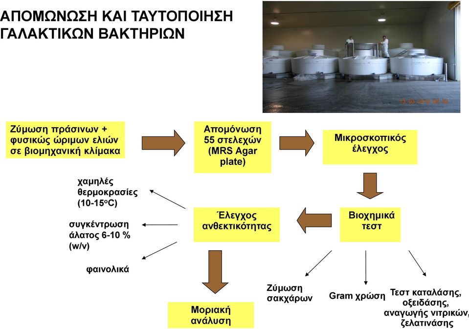 Απομόνωση 55 στελεχών (MRS Agar plate) Έλεγχος ανθεκτικότητας Μικροσκοπικός έλεγχος Βιοχημικά