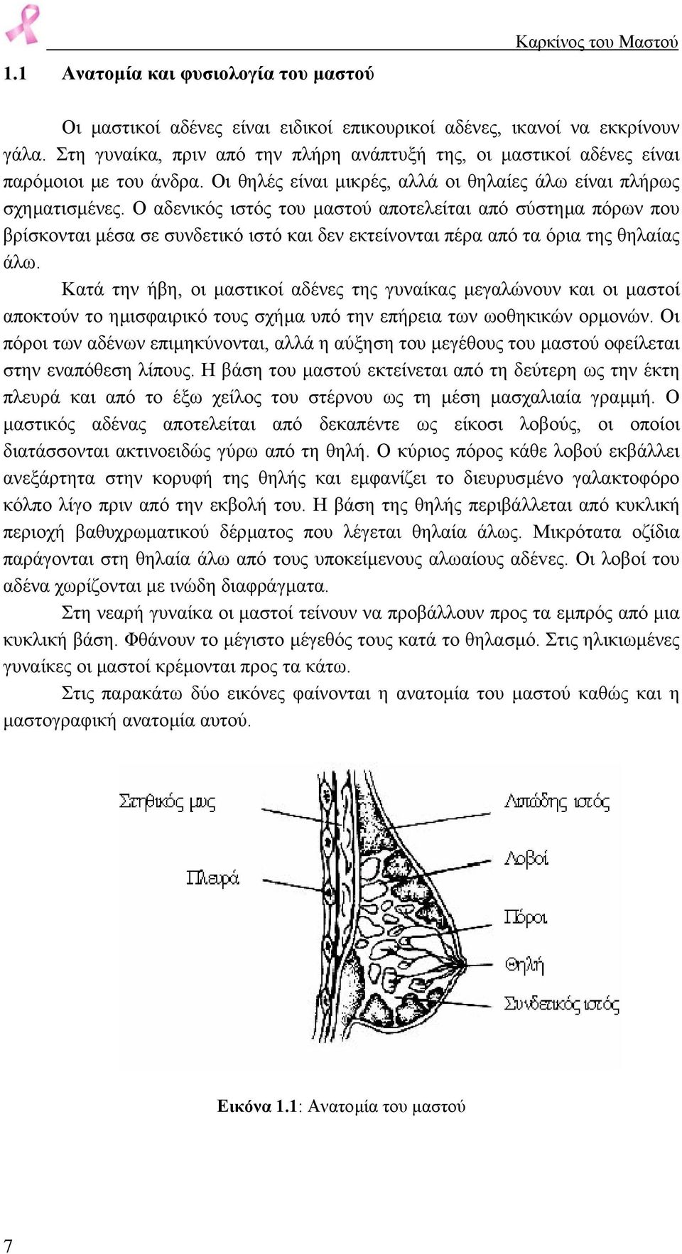 Ο αδενικός ιστός του µαστού αποτελείται από σύστηµα πόρων που βρίσκονται µέσα σε συνδετικό ιστό και δεν εκτείνονται πέρα από τα όρια της θηλαίας άλω.