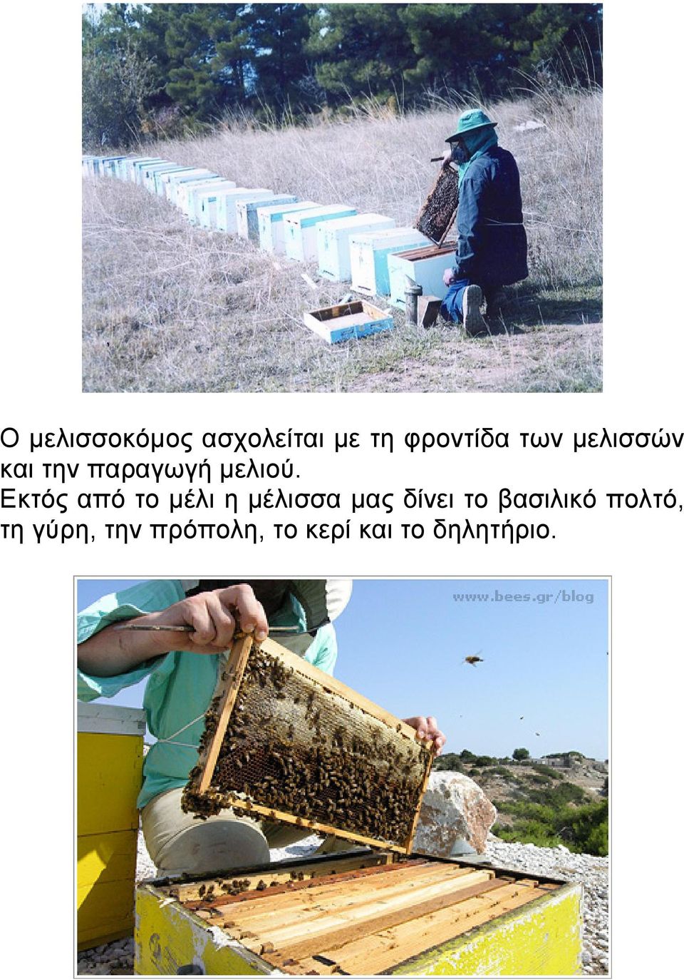 Εκτός από το μέλι η μέλισσα μας δίνει το