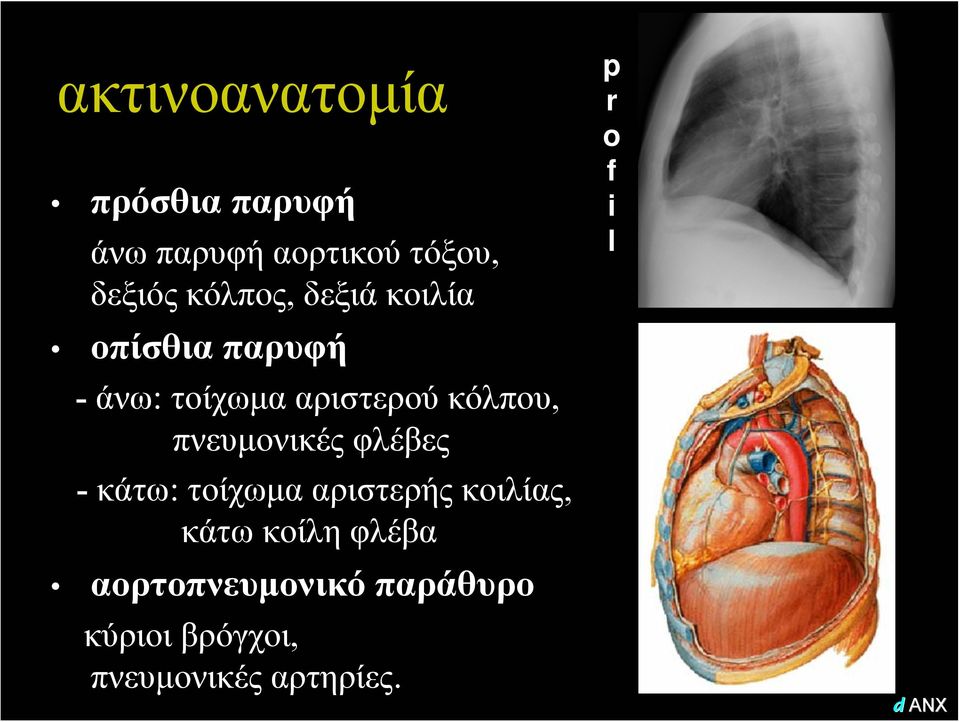 πνευμονικές φλέβες - κάτω: τοίχωμα αριστερής κοιλίας, κάτω κοίλη φλέβα
