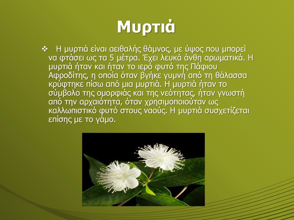 Η μυρτιά ήταν και ήταν το ιερό φυτό της Πάφιου Αφροδίτης, η οποία όταν βγήκε γυμνή από τη θάλασσα