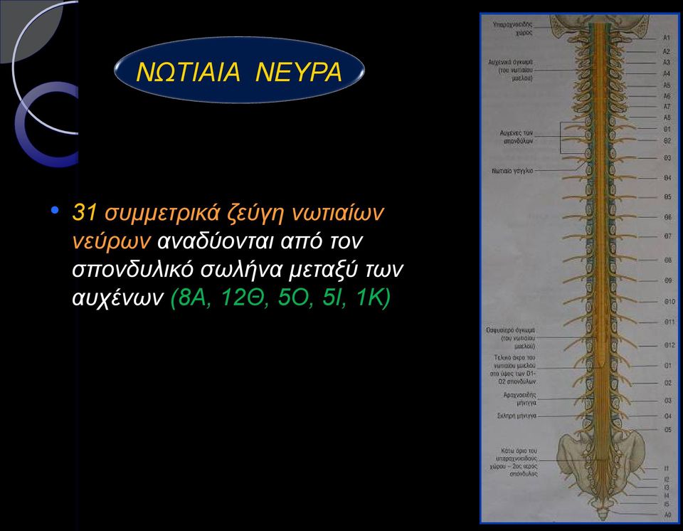 αναδύονται από τον σπονδυλικό