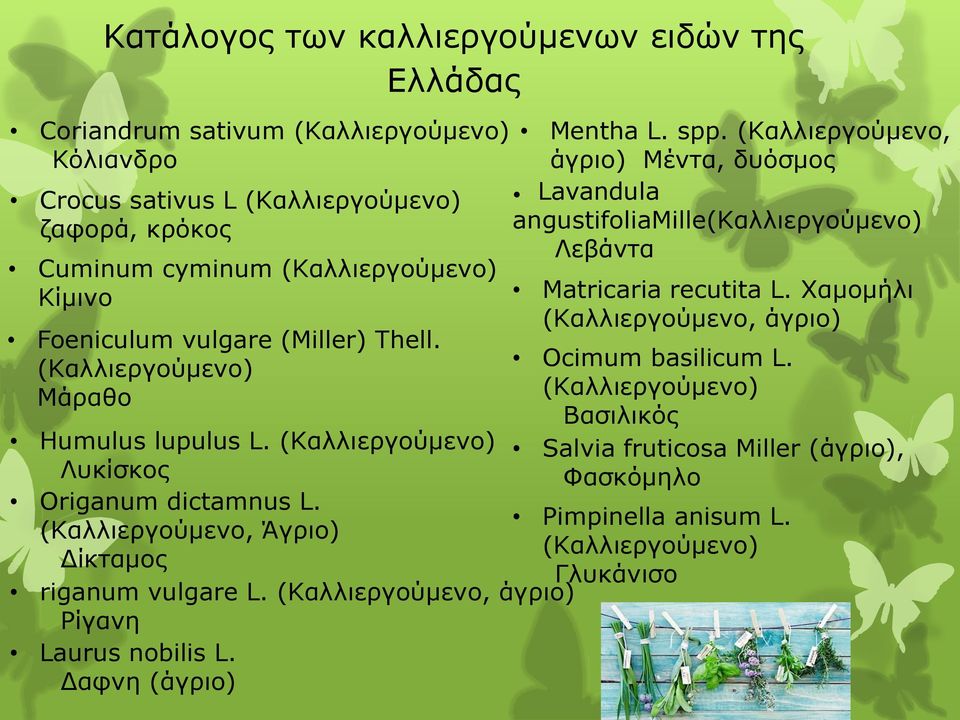 (Καλλιεργούμενο, Άγριο) Δίκταμος Γλυκάνισο riganum vulgare L. (Καλλιεργούμενο, άγριο) Ρίγανη Laurus nobilis L. Δαφνη (άγριο) Mentha L. spp.