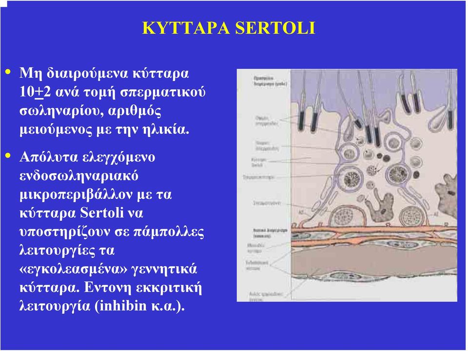 Απόλυτα ελεγχόμενο ενδοσωληναριακό μικροπεριβάλλον με τα κύτταρα Sertoli να