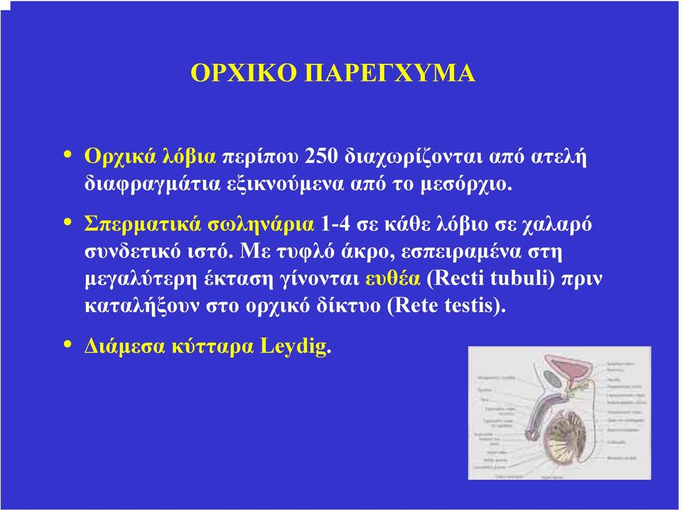 Σπερματικά σωληνάρια 1-4 σε κάθε λόβιο σε χαλαρό συνδετικό ιστό.