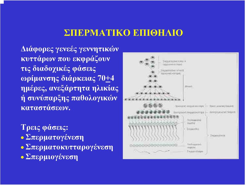 ημέρες, ανεξάρτητα ηλικίας ή συνύπαρξης παθολογικών