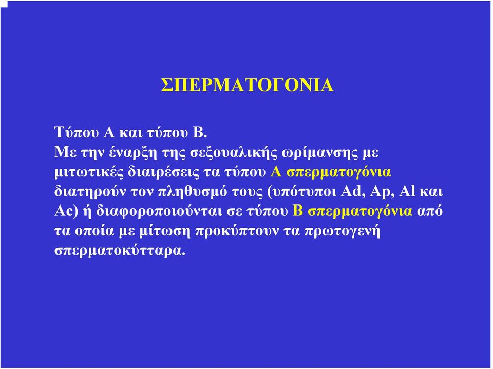 τύπου Α σπερματογόνια διατηρούν τον πληθυσμό τους (υπότυποι Ad, Αp, Αl