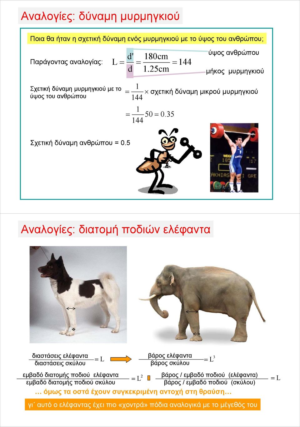 5 Αναλογίες: διατομή ποδιών ελέφαντα διαστάσεις ελέφαντα διαστάσεις σκύλου = L βάρος ελέφαντα βάρος σκύλου = L εμβαδό διατομής ποδιού ελέφαντα βάρος / εμβαδό ποδιού