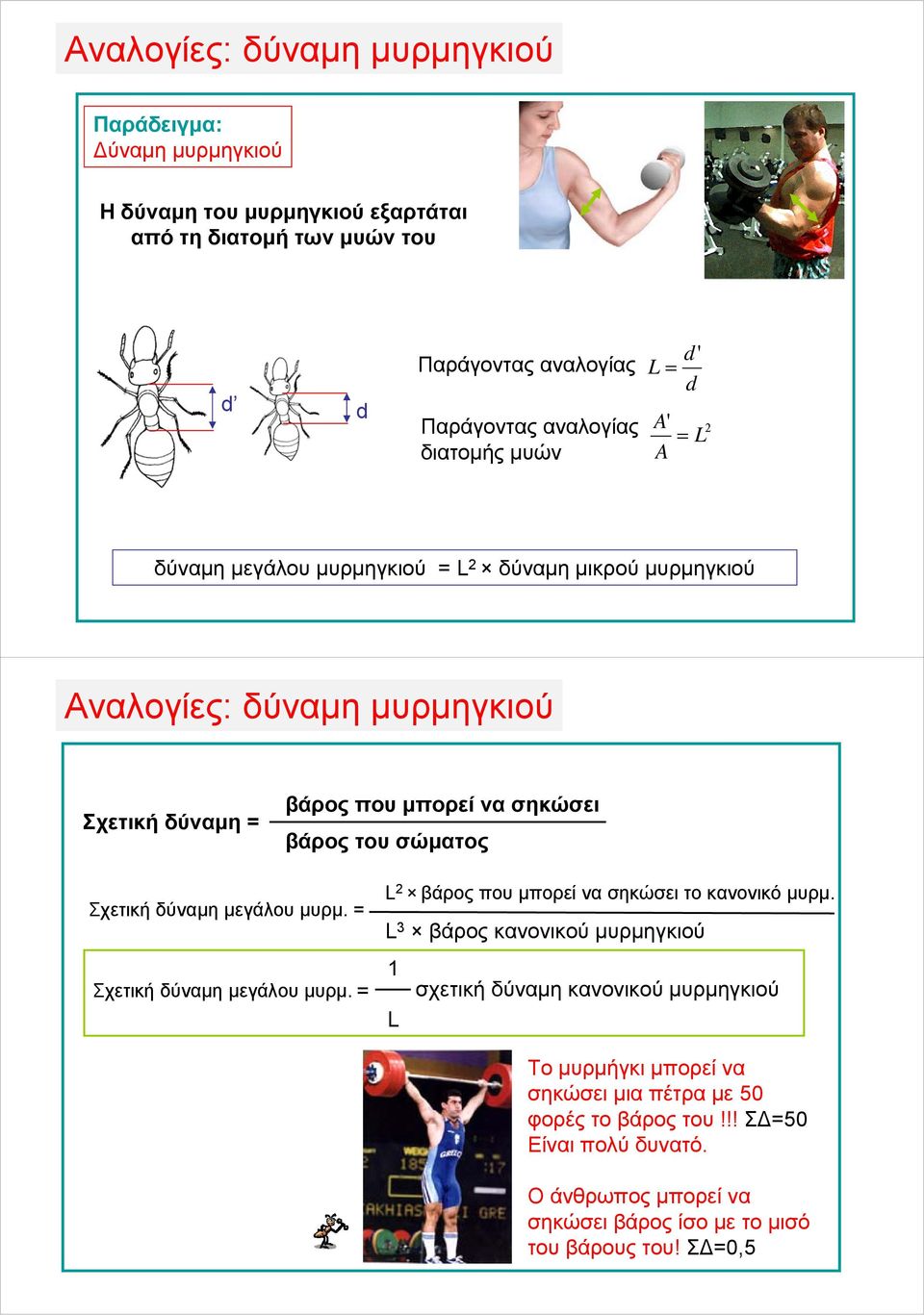 σώματος Σχετική δύναμη μεγάλου μυρμ. = Σχετική δύναμη μεγάλου μυρμ. = L βάρος που μπορεί να σηκώσει το κανονικό μυρμ.