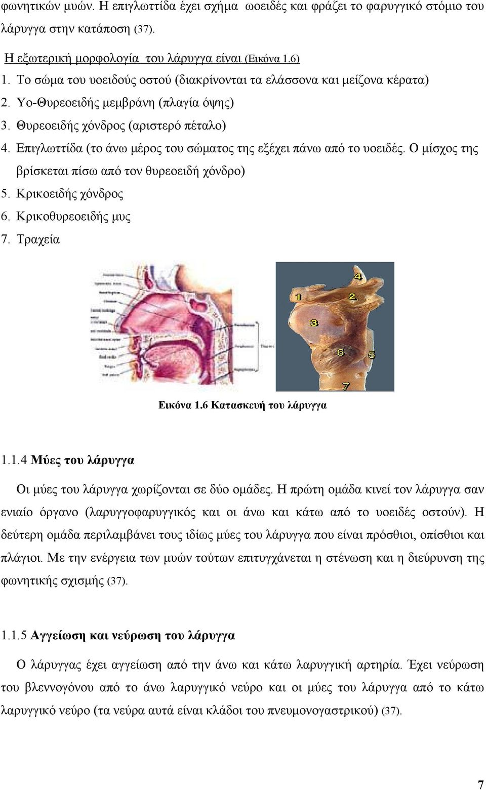 Επιγλωττίδα (το άνω μέρος του σώματος της εξέχει πάνω από το υοειδές. Ο μίσχος της βρίσκεται πίσω από τον θυρεοειδή χόνδρο) 5. Κρικοειδής χόνδρος 6. Κρικοθυρεοειδής μυς 7. Τραχεία Εικόνα 1.