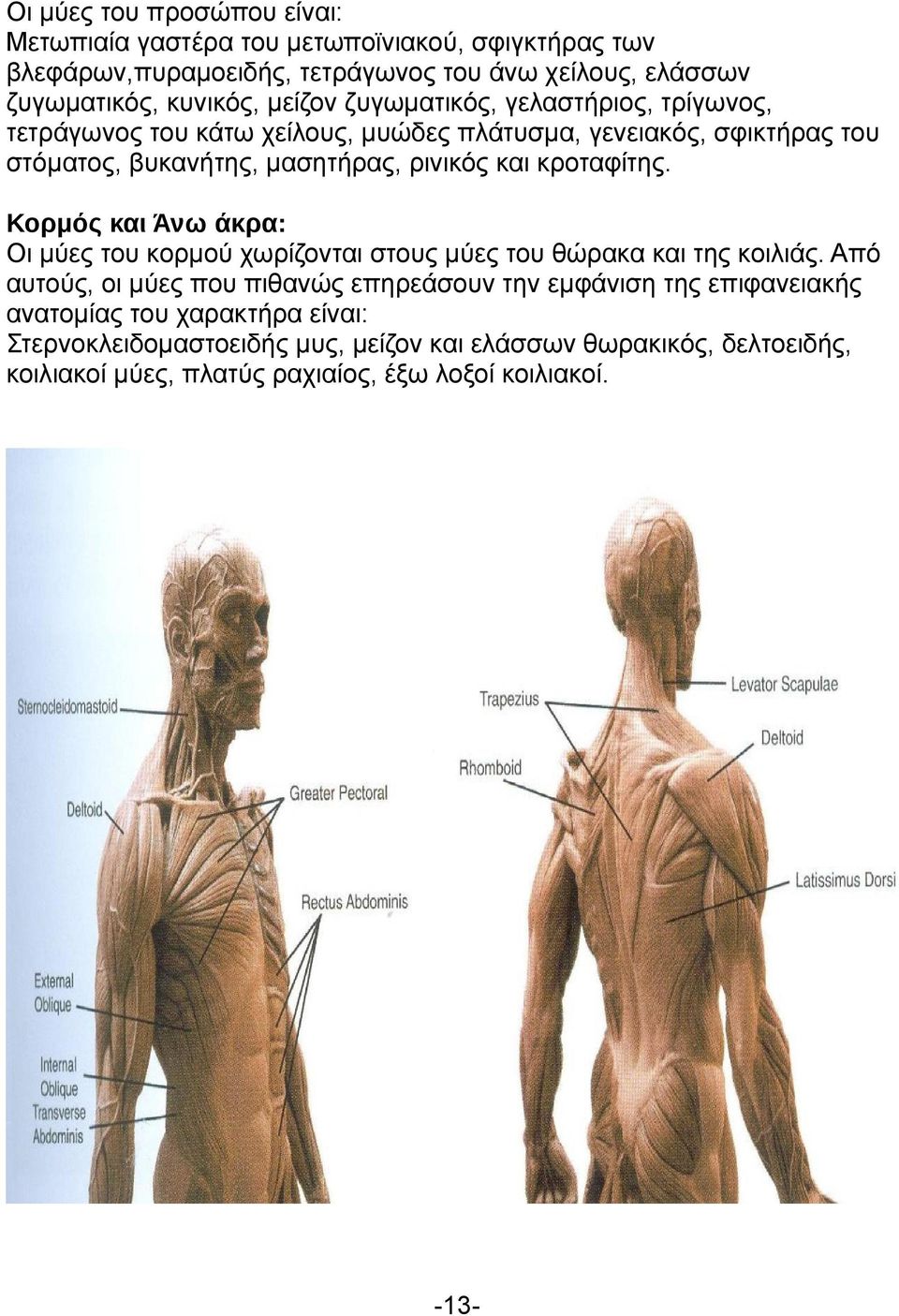 κροταφίτης. Κορμός και Άνω άκρα: Οι μύες του κορμού χωρίζονται στους μύες του θώρακα και της κοιλιάς.