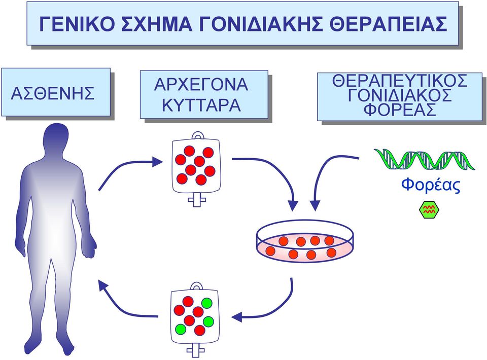 ΑΡΧΕΓΟΝΑ ΚΥΤΤΑΡΑ