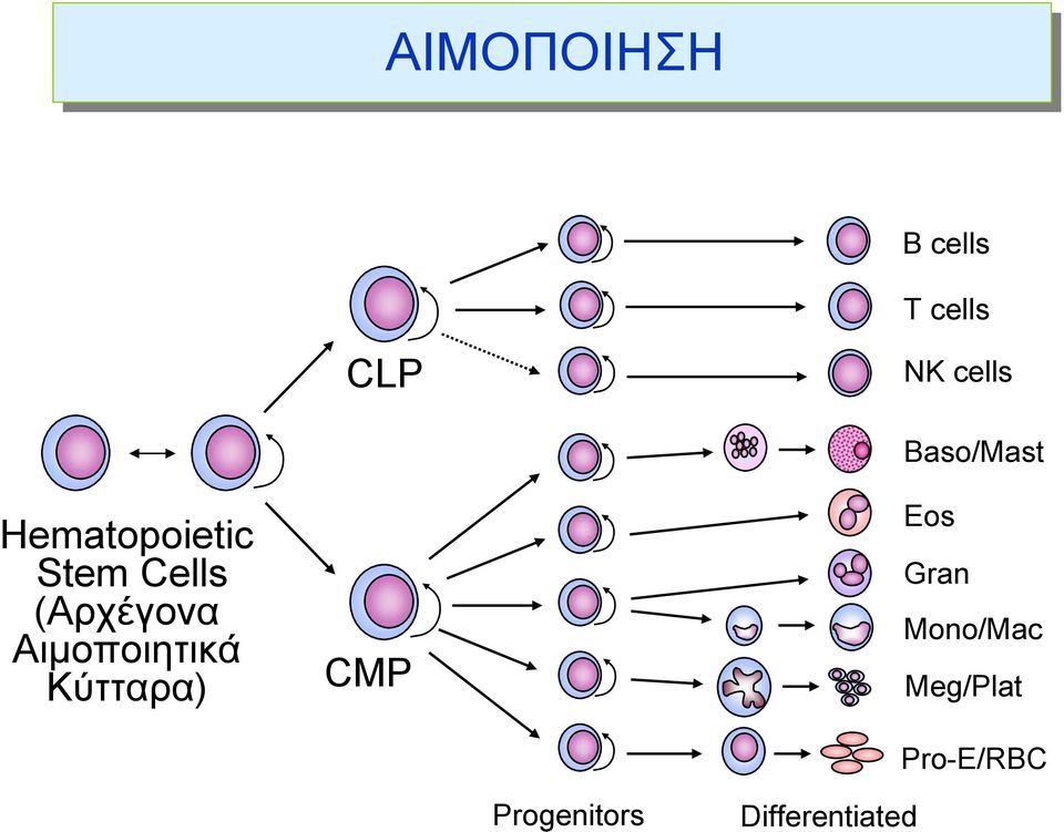 Αιμοποιητικά Κύτταρα) CMP Baso/Mast Eos