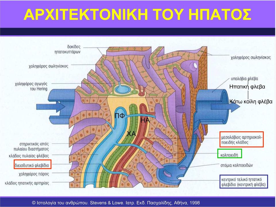 Ιστολογία του ανθρώπου.