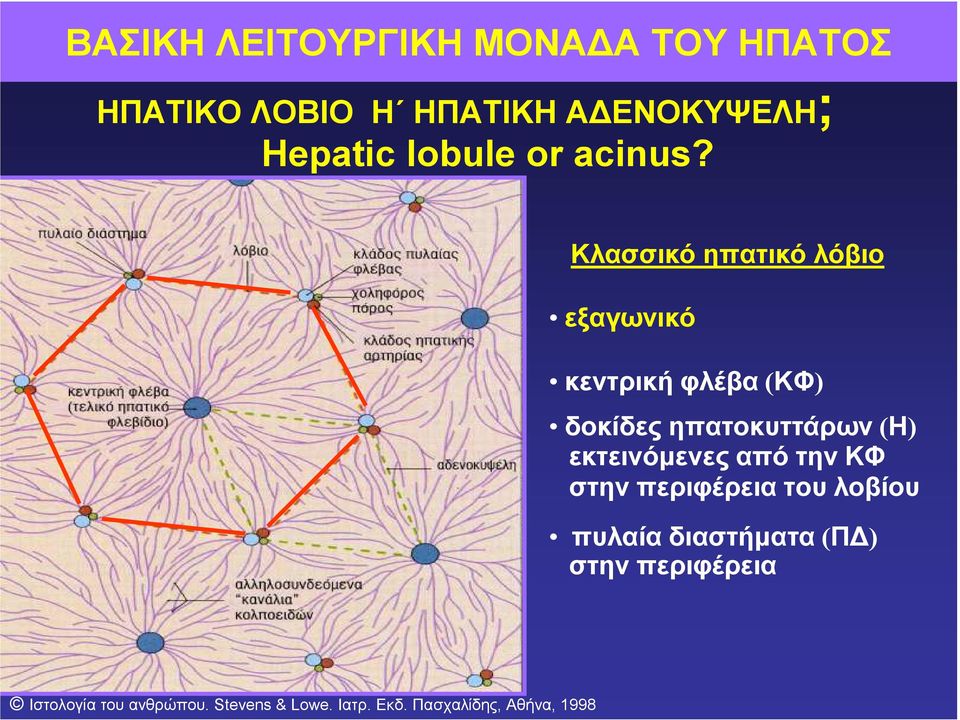 Kλασσικό ηπατικό λόβιο εξαγωνικό κεντρική φλέβα (ΚΦ) δοκίδες ηπατοκυττάρων (Η)