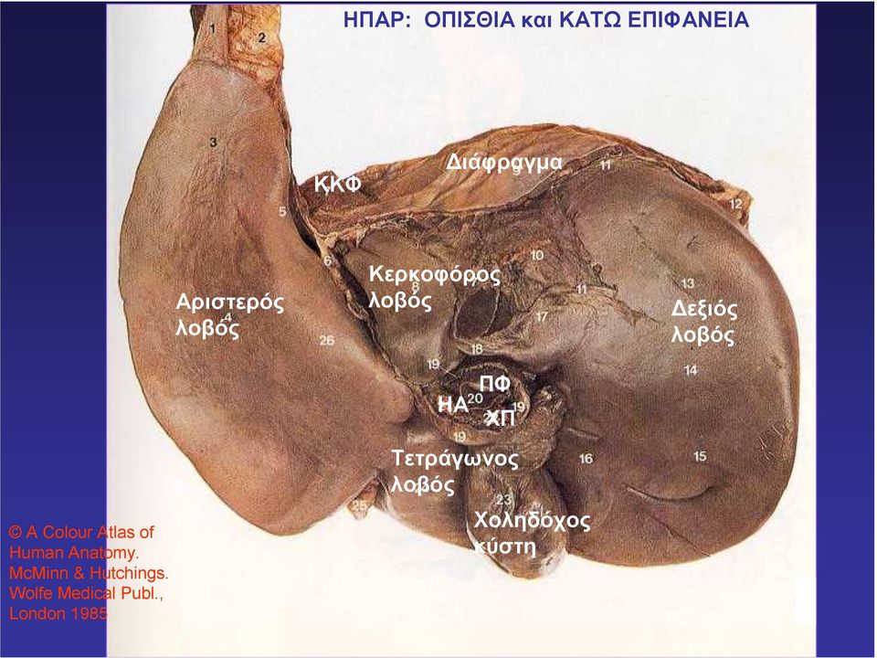 Atlas of Human Anatomy. McMinn & Hutchings.