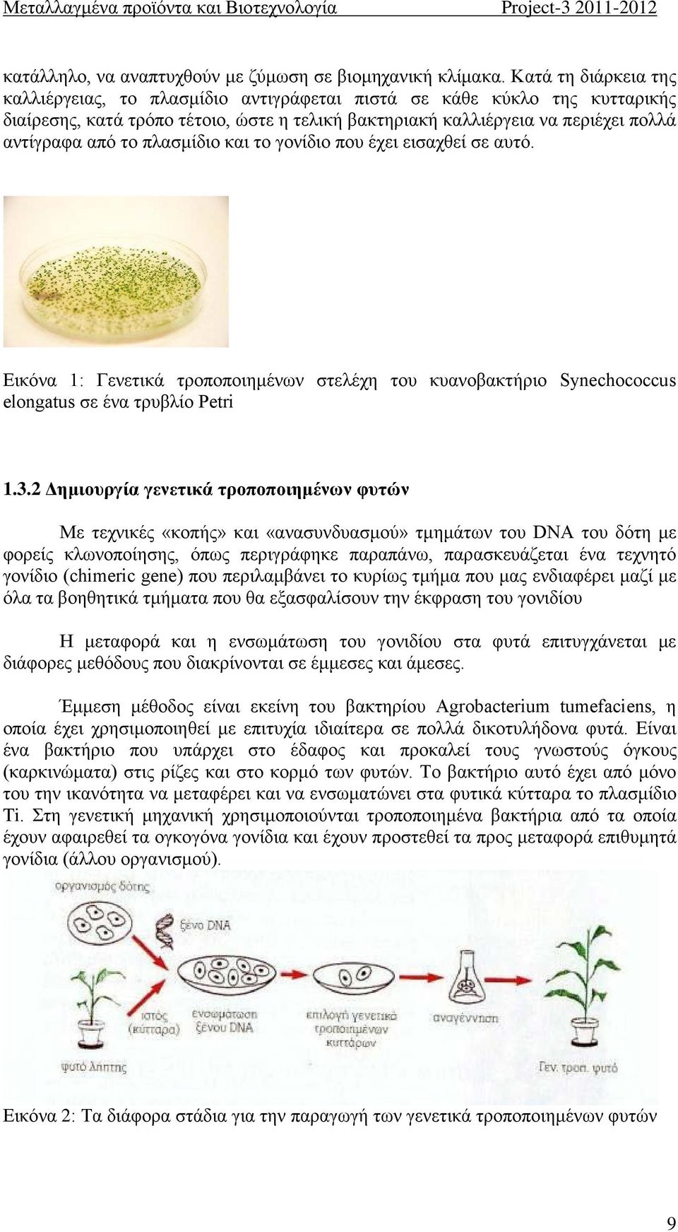 πλασμίδιο και το γονίδιο που έχει εισαχθεί σε αυτό. Εικόνα : Γενετικά τροποποιημένων στελέχη του κυανοβακτήριο Synechococcus elongatus σε ένα τρυβλίο Petri.3.