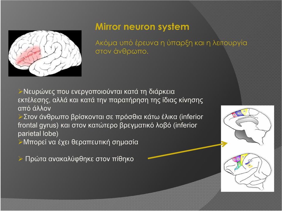 κίνησης από άλλον Στον άνθρωπο βρίσκονται σε πρόσθια κάτω έλικα (inferior frontal gyrus) και