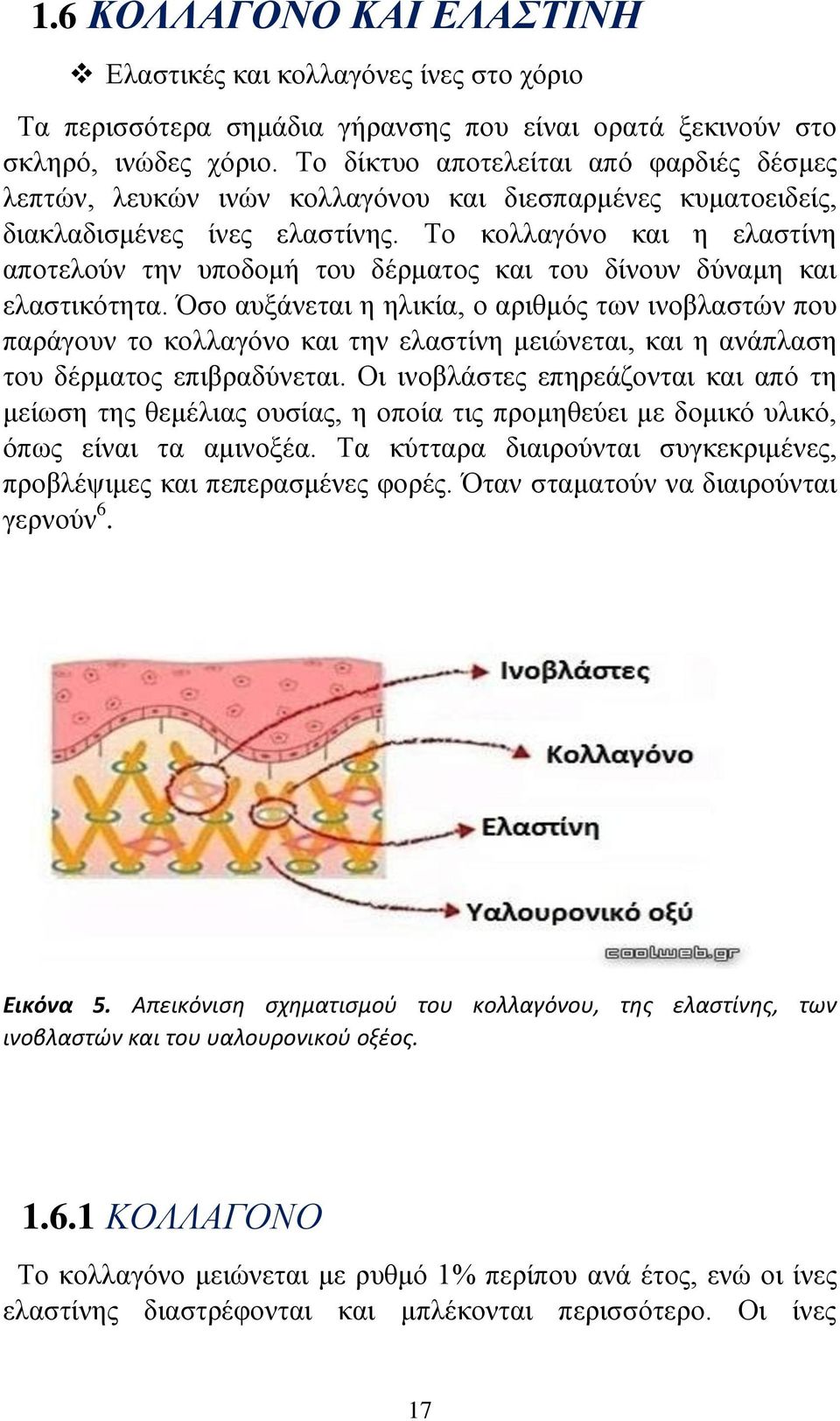 Το κολλαγόνο και η ελαστίνη αποτελούν την υποδομή του δέρματος και του δίνουν δύναμη και ελαστικότητα.