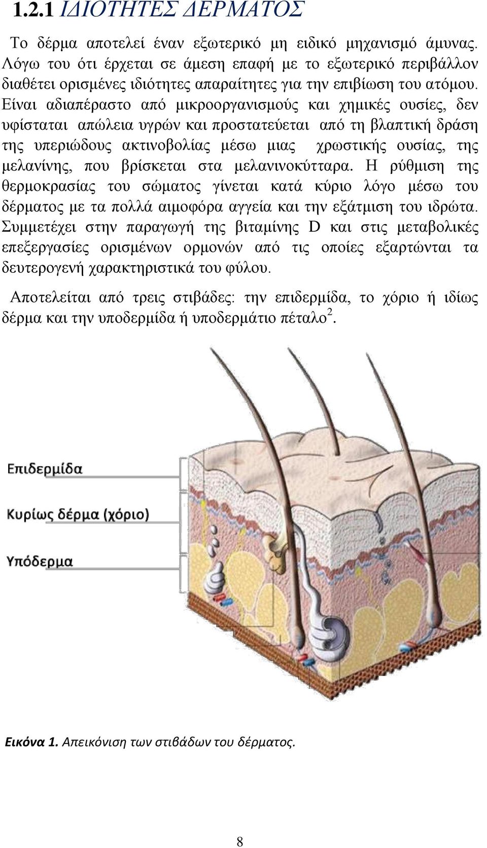 Είναι αδιαπέραστο από μικροοργανισμούς και χημικές ουσίες, δεν υφίσταται απώλεια υγρών και προστατεύεται από τη βλαπτική δράση της υπεριώδους ακτινοβολίας μέσω μιας χρωστικής ουσίας, της μελανίνης,