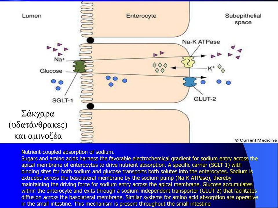 A specific carrier (SGLT-1) with binding sites for both sodium and glucose transports both solutes into the enterocytes.