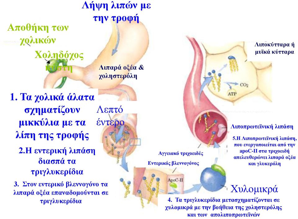 Στον εντερικό βλεννογόνο τα λιπαρά οξέα επαναδομούνται σε τριγλυκερίδια Λεπτό έντερο Αγγειακό τριχοειδές Εντερικός βλεννογόνος Λιποπρωτεϊνική λιπάση 5.