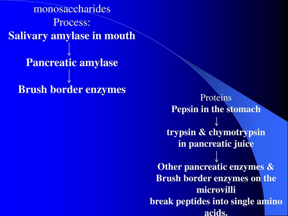 into single amino acids.