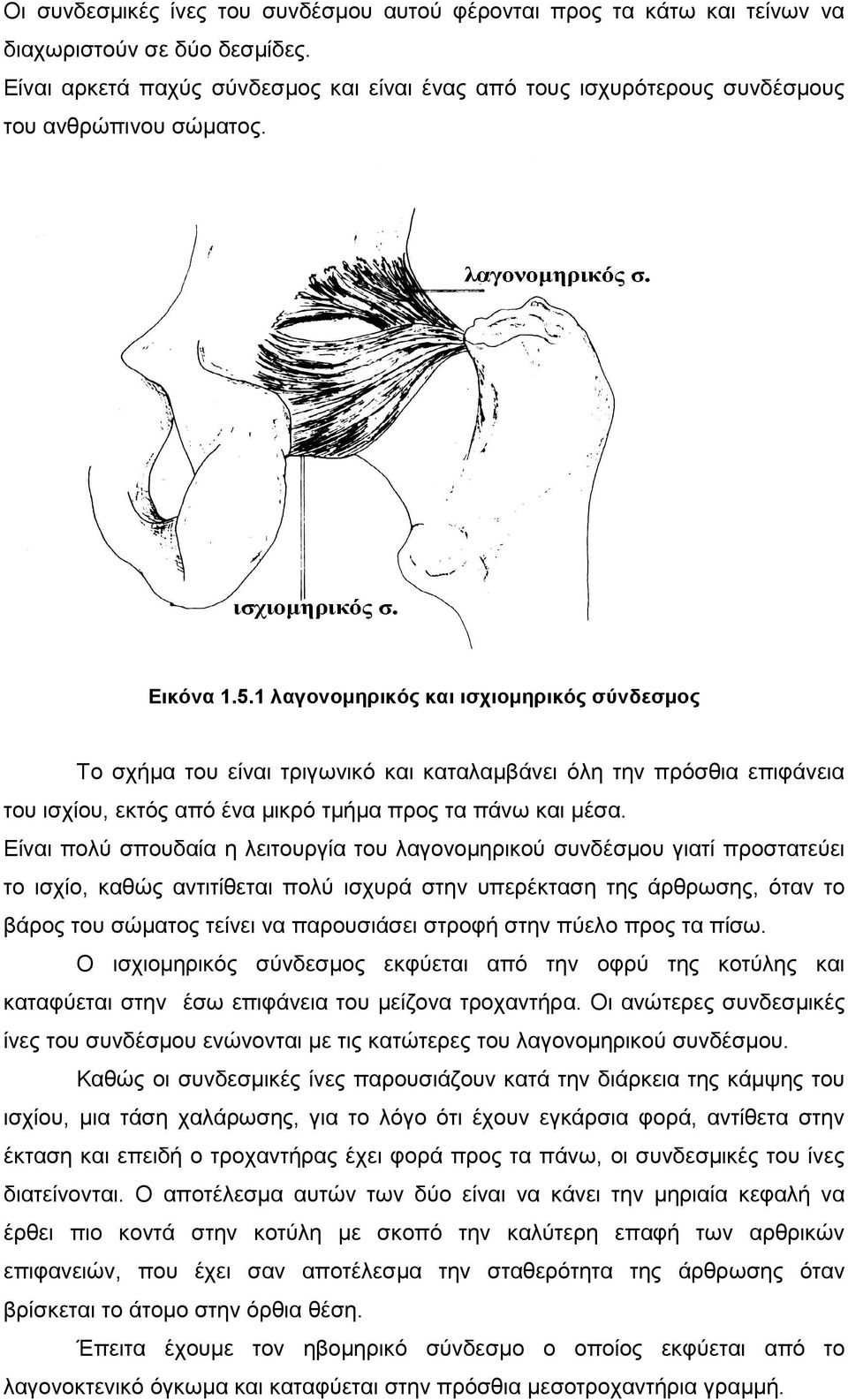 1 λαγονοµηρικός και ισχιοµηρικός σύνδεσµος Το σχήµα του είναι τριγωνικό και καταλαµβάνει όλη την πρόσθια επιφάνεια του ισχίου, εκτός από ένα µικρό τµήµα προς τα πάνω και µέσα.