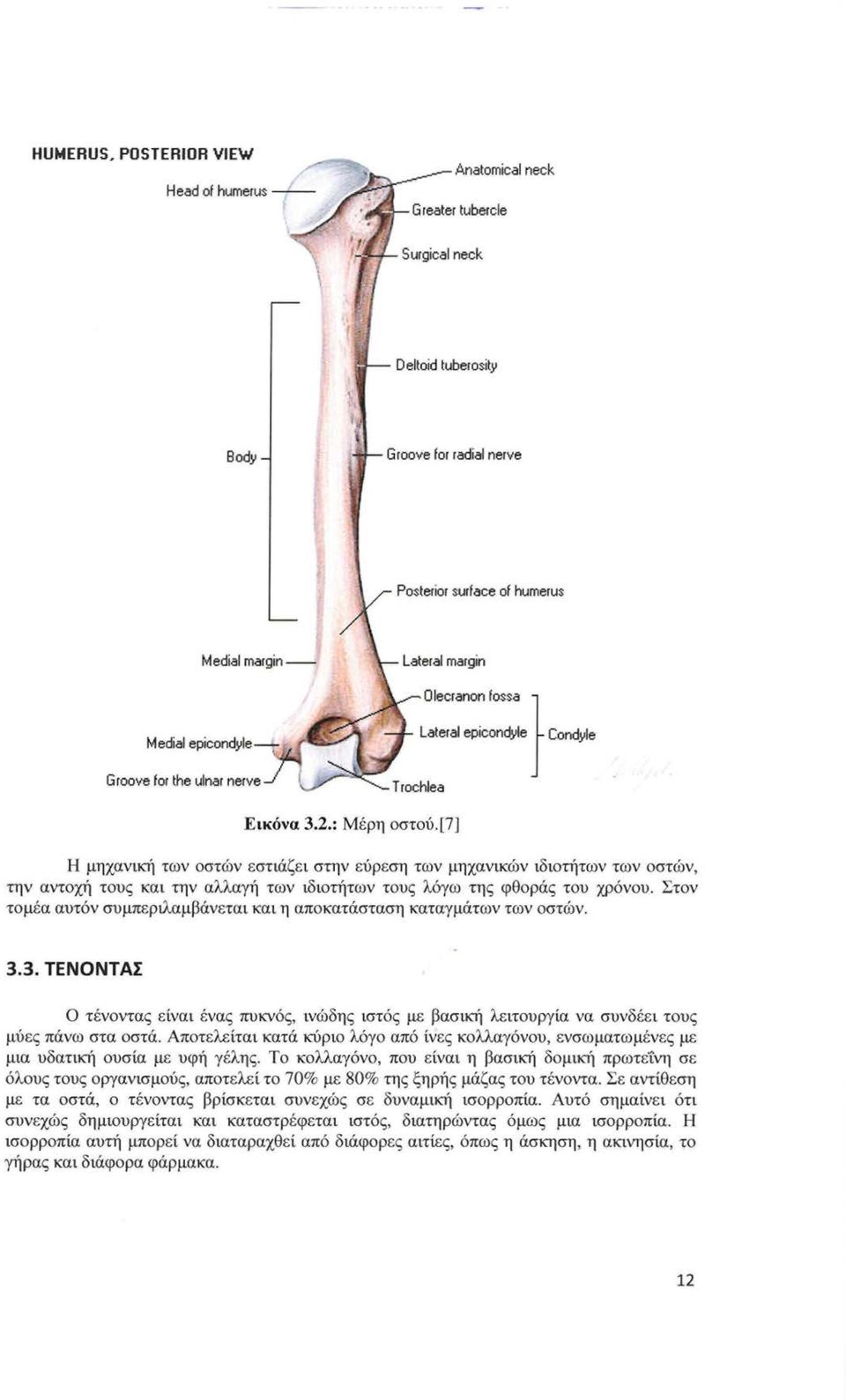 ulnar nerνe Lateral margin Olecranon fossa l Trochlea ''''"Ι ""'" '"~~ J Cond~o Εικόνα 3.2.: Μέρη οστού.