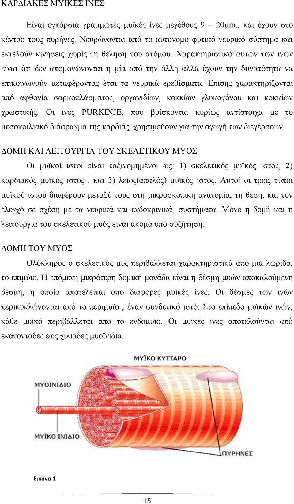 Χαρακτηριστικό αυτών των ινών είναι ότι δεν απομονώνονται η μία από την άλλη αλλά έχουν την δυνατότητα να επικοινωνούν μεταφέροντας έτσι τα νευρικά ερεθίσματα.