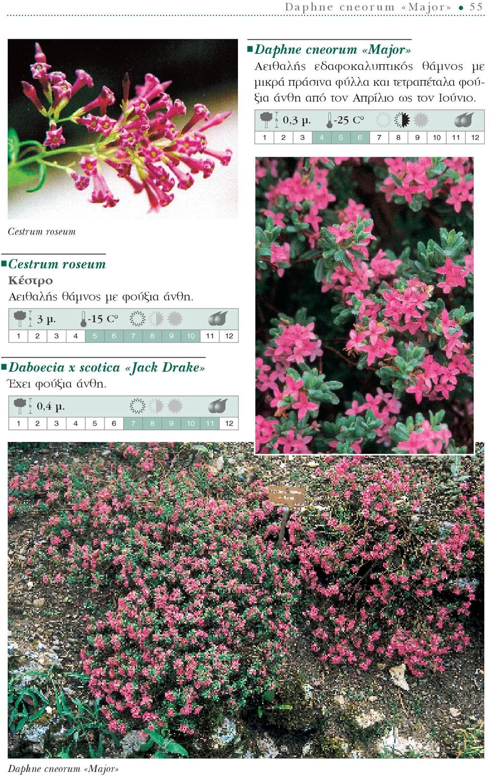 -25 C Cestrum roseum Cestrum roseum Κέστρο Αειθαλής θάμνος με φούξια άνθη. 3 ì.