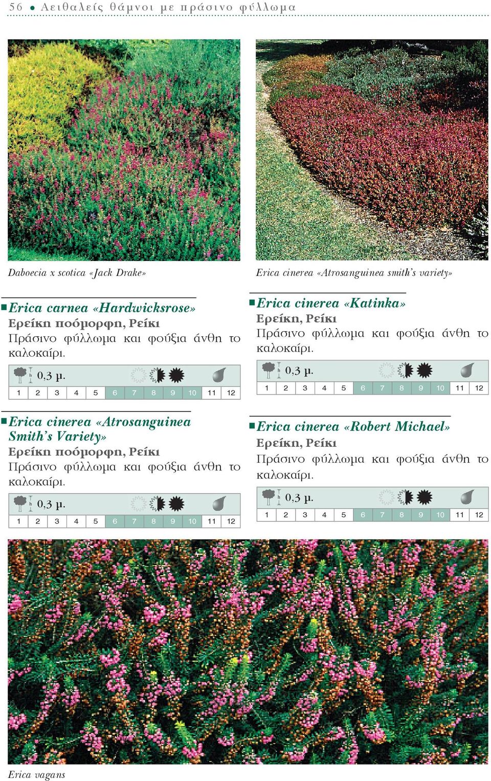 Smith s Variety» Ερείκη ποόμορφη, Ρείκι Erica cinerea «Atrosanguinea smith s