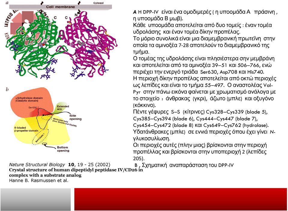 Το µόριο συνολικά είναι µια διαµεµβρανική πρωτεΐνη στην οποία τα αµινοξέα 7-28 αποτελούν το διαµεµβρανικό της τµήµα.