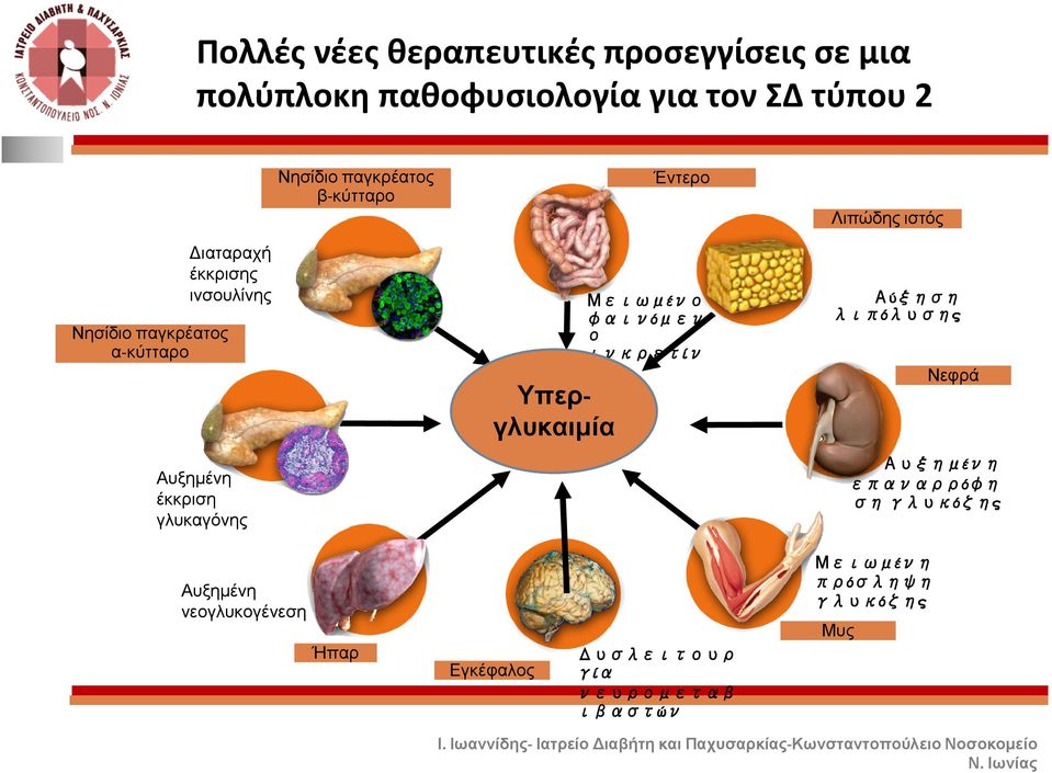γλυκαγόνης Υπεργλυκαιµία Μειωμένο φαινόμεν ο ινκρετίν ης Αύξηση λιπόλυσης Νεφρά Αυξημένη επαναρρόφη ση