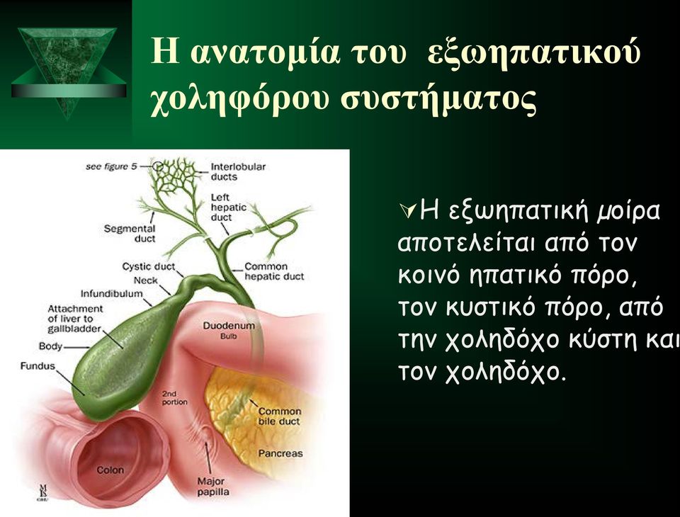 από τον κοινό ηπατικό πόρο, τον κυστικό